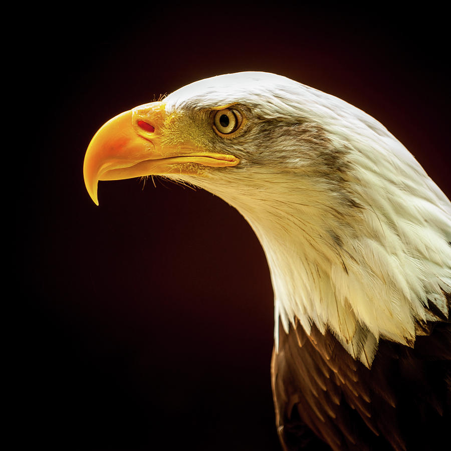 Bald Eagle #2 Photograph by Mark Llewellyn