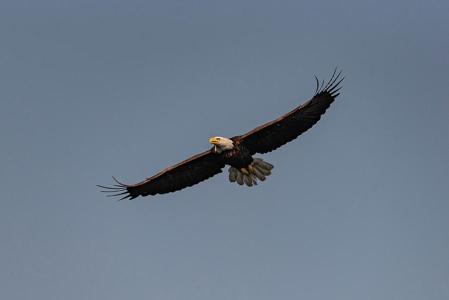 Bald eagle over Camelot #2 Photograph by Gary Eason