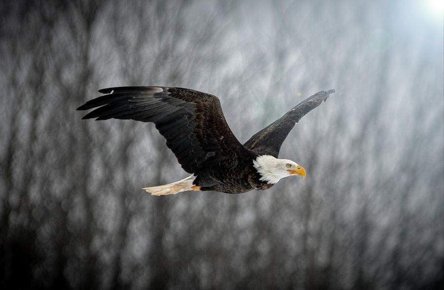 Bald Eagle Photograph by Patrick Boening