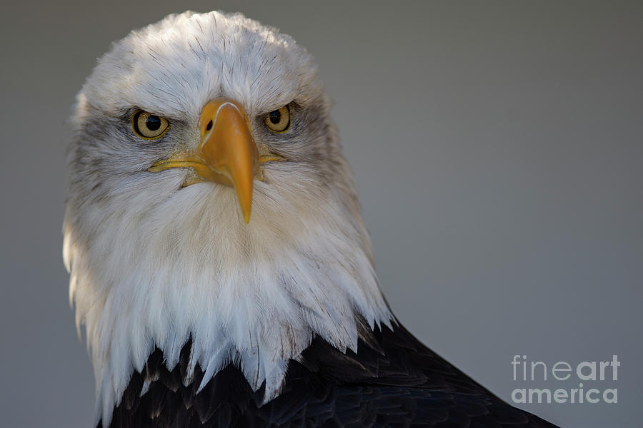 Bald Eagle Portrait #2 Photograph by JT Lewis