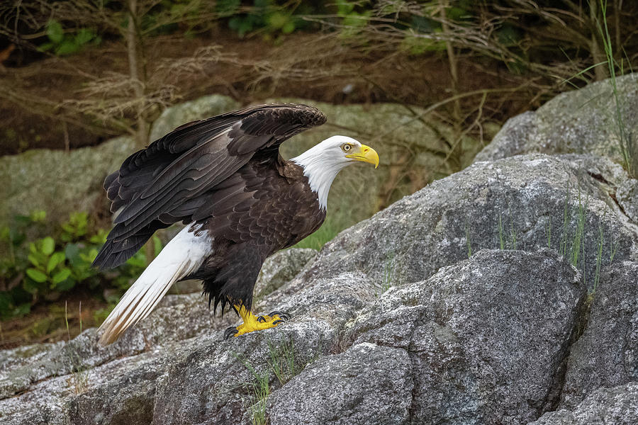 Bald Eagle Profile #2 Photograph by Bill Cubitt