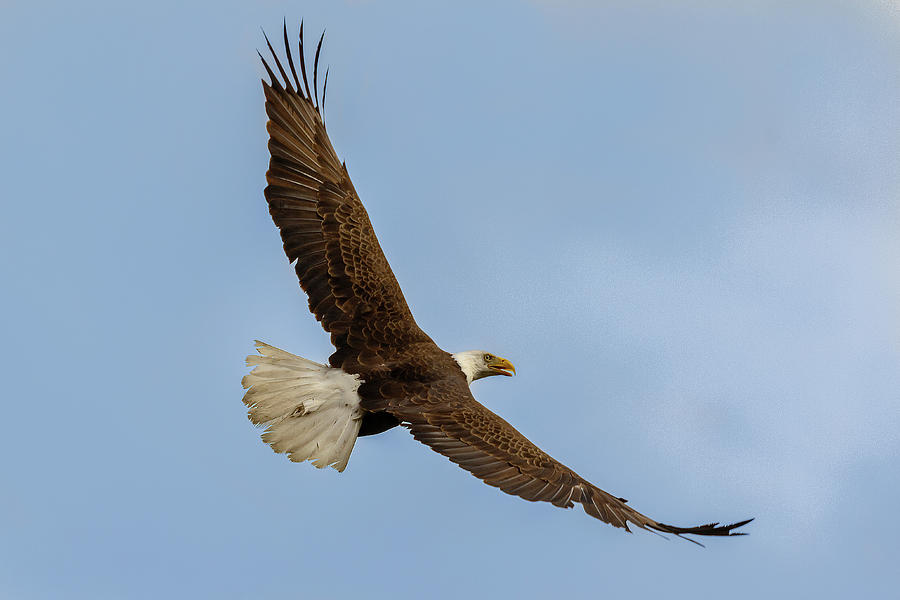 Bald Eagle Soaring #2 Photograph by Les Greenwood