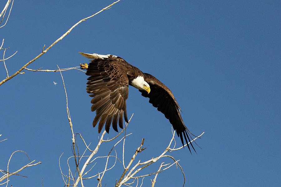 Bald Eagle Takes a Dive #2 Photograph by Tony Hake