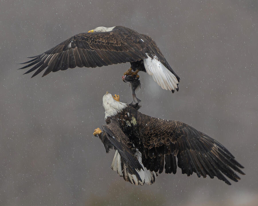 Bald Eagles #2 Photograph by Alan Moore Bald Eagles #2 Photograph by Alan Moore