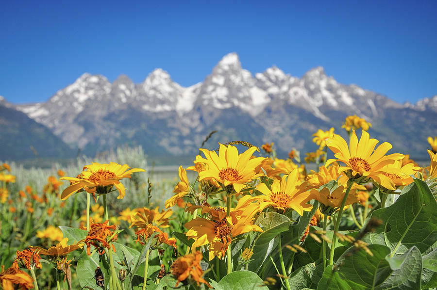 Balsam Root and Tetons #2 Photograph by Ed Stokes
