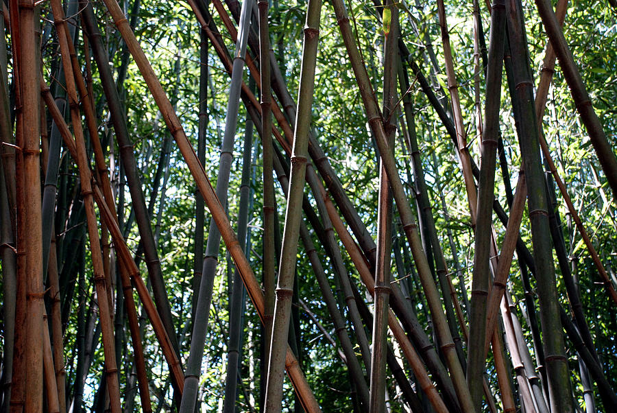 Bamboo Forest #2 Photograph by Kenny Glover