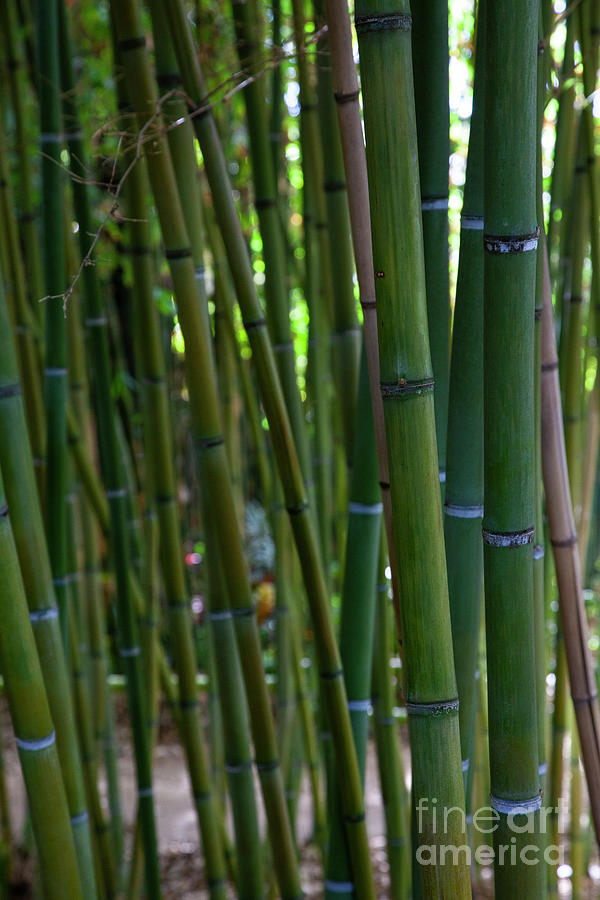 Bamboo #2 Photograph by Timothy Johnson