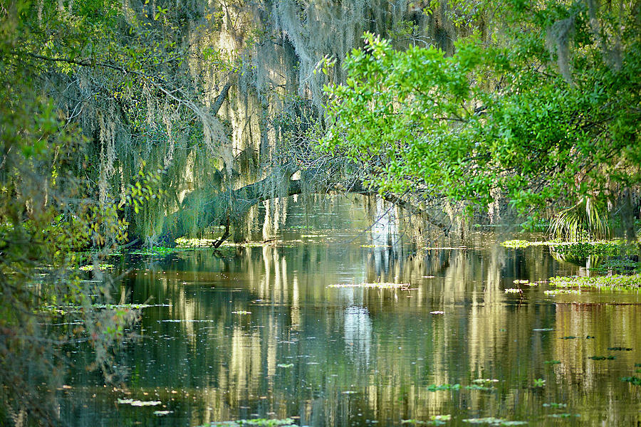 Banana Creek Reflections #2 Photograph by Carol Bradley
