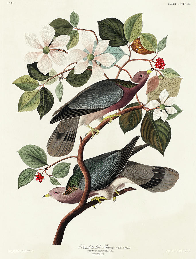 Audubon Birds Drawing - Band-tailed Pigeon #2 by John James Audubon