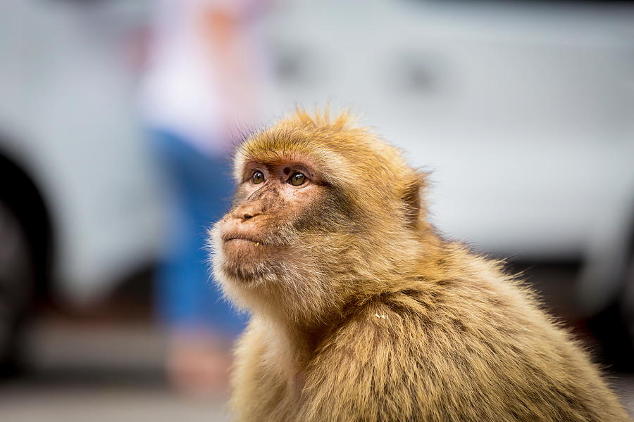 Barbary Macaque, Gibralta. #2 Photograph by Dopeyden