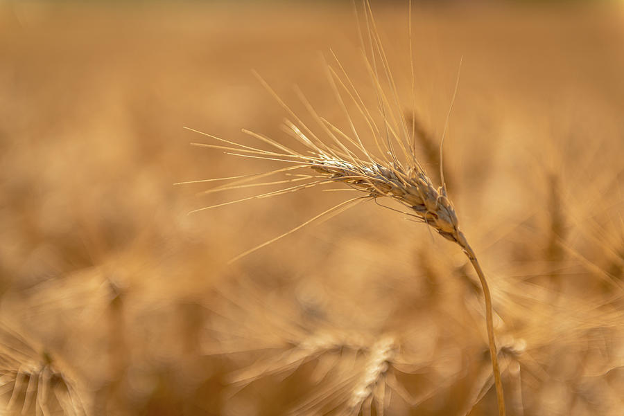 Barley Field Photograph
