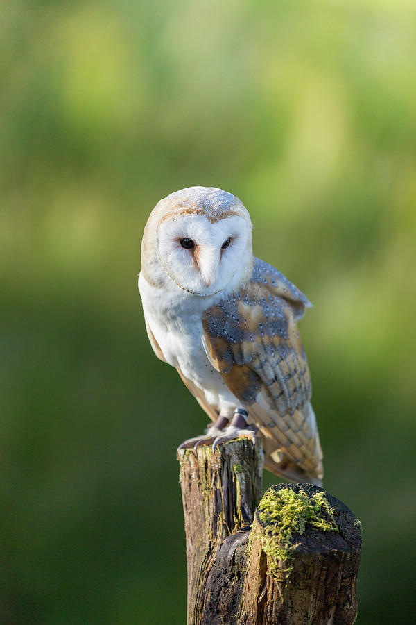 Barn Owl Photograph by Anita Nicholson
