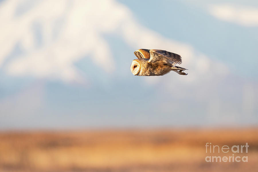 Barn Owl in Flight #2 Photograph by Bret Barton