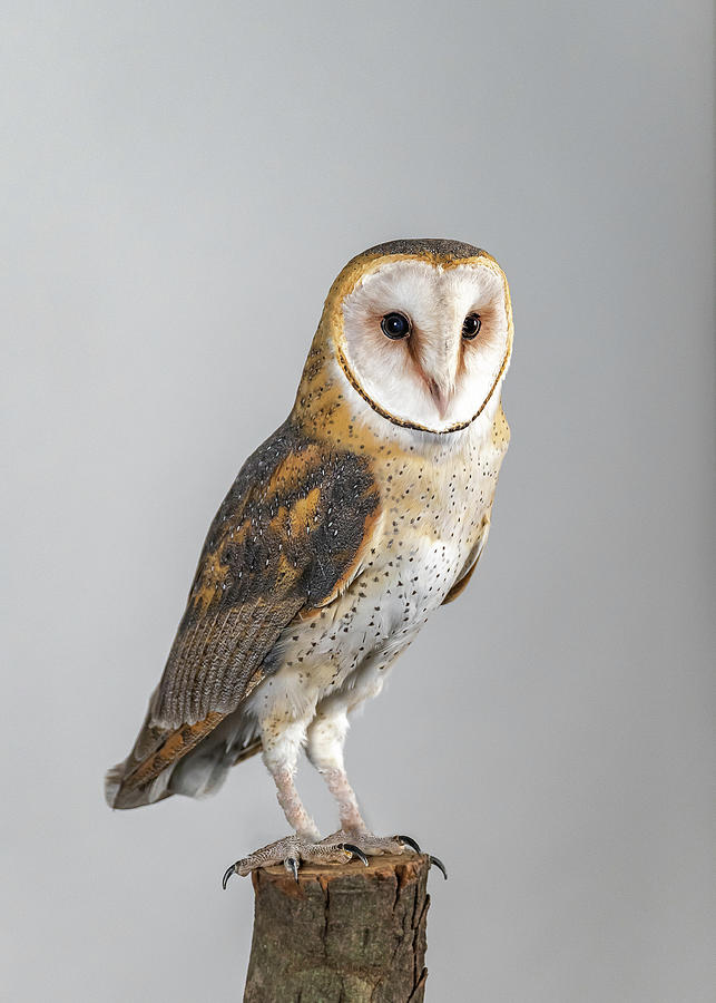 Barn Owl #2 Photograph by Laura Hedien