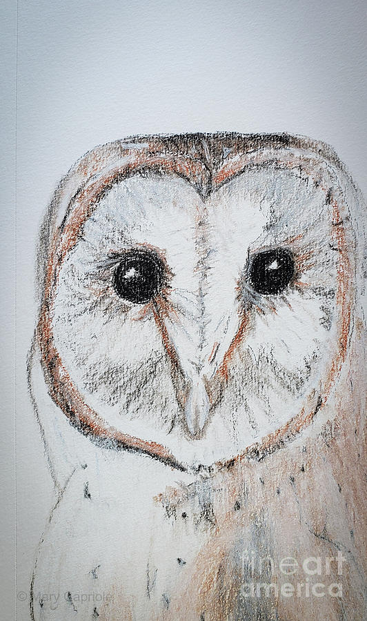 Barn Owl  #2 Drawing by Mary Capriole