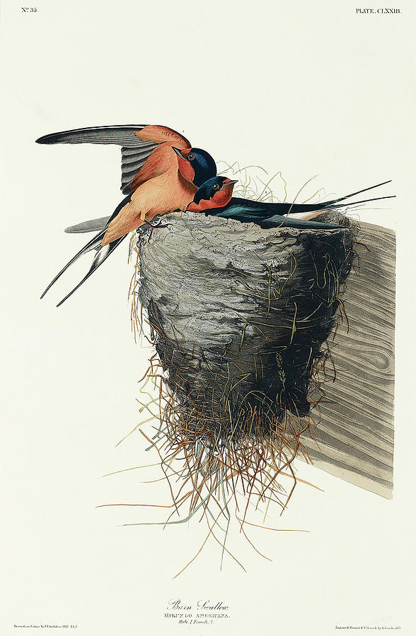 Audubon Birds Drawing - Barn Swallow #2 by John James Audubon