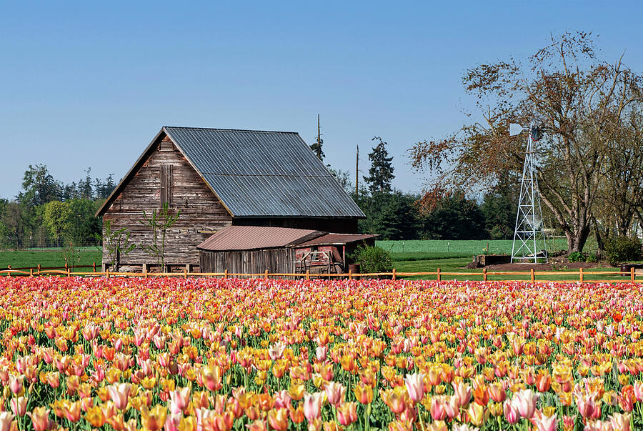 Barn Tulips Photograph by Louise Magno