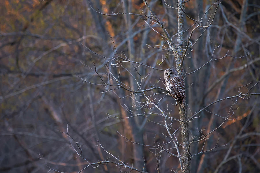 Barred Owl at Dusk #2 Photograph by Brook Burling