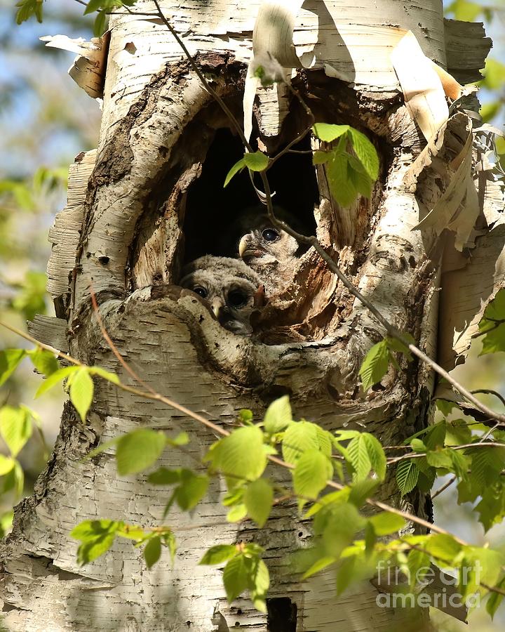 2 Barred Owl Babies In The Nest Photograph by Heather King