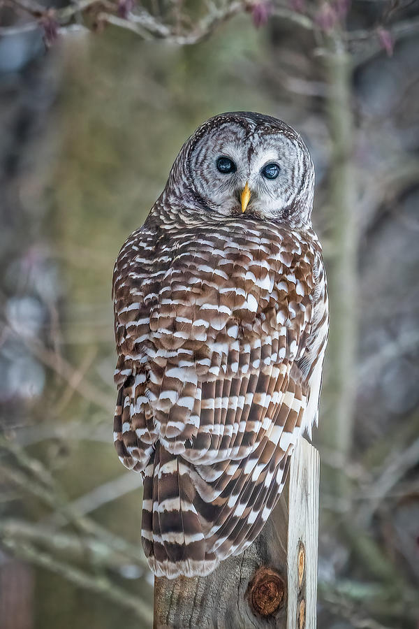 Barred Owl #2 Photograph by Brad Bellisle