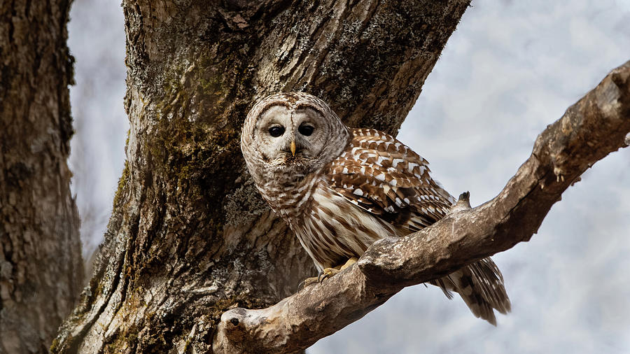 Barred Owl #2 Photograph by CR Courson