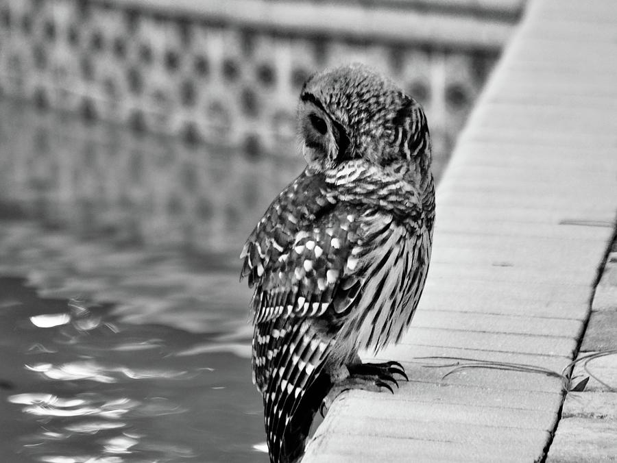 Barred Owl in Black and White #2 Photograph by Warren Thompson