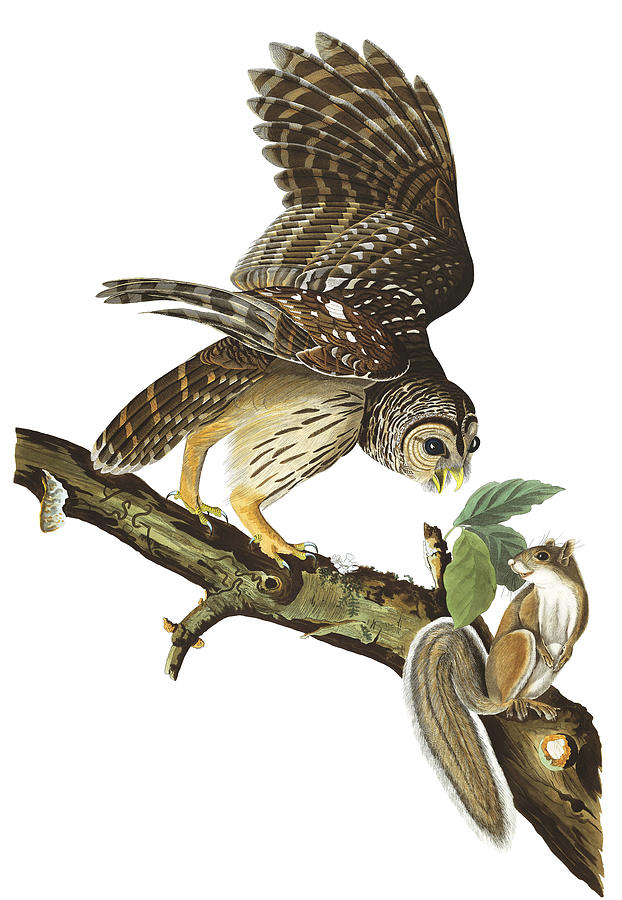 John James Audubon Painting - Barred Owl #2 by Alexander Ivanov