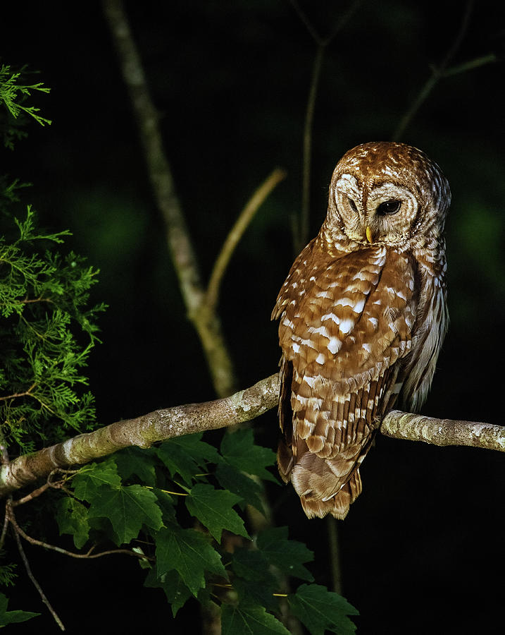 Barred Owl Perched In Tree Photograph