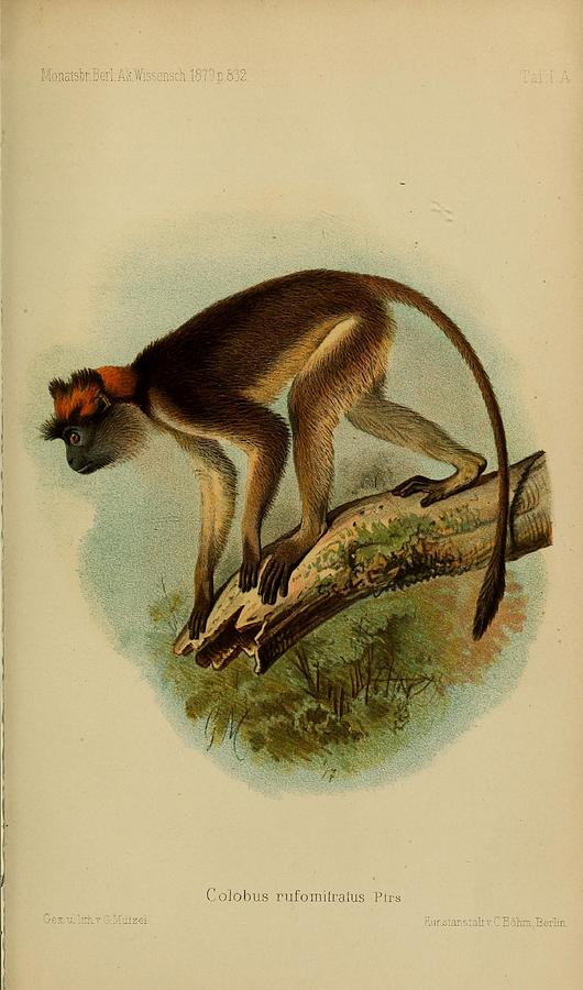 Beautifil Antique Monkey Mixed Media by Beautiful Nature Prints