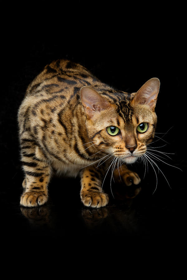 Beautiful bengal cat #2 Photograph by Svetography