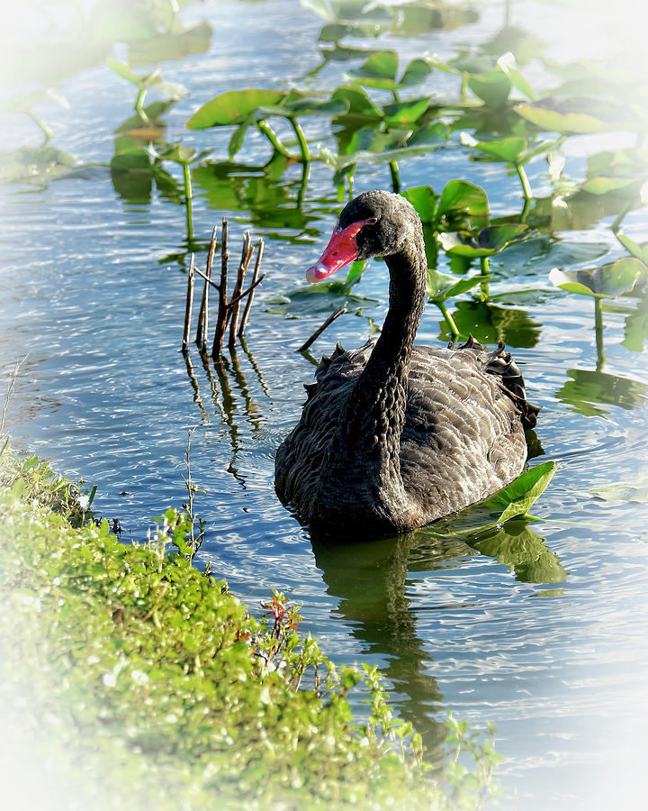 Beautiful Black Swan #2 Photograph by Carol Bradley