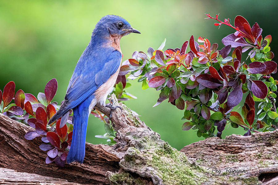 Beautiful Bluebird #2 Photograph by Peg Runyan
