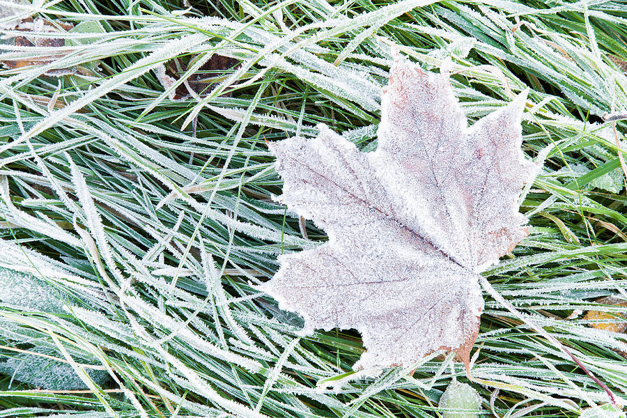 Beautiful, colorful, soft maple leaf has frozen in the meadow. #2 Photograph by FotoDuets