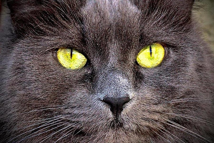 Beautiful Eyes Cat Photograph by Jenneliza Legaspi | Fine Art America