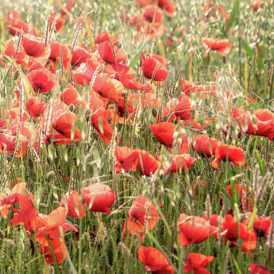 Beautiful glowing Summer sunrise glow of wild poppy Papaver Rhoe ...