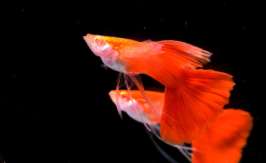 Beautiful Guppy isolated on Black #2 Photograph by Jeby69