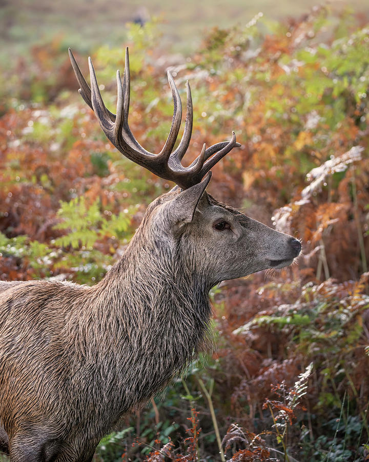 Beautiful image of red deer stag in vibrant golds and browns of ...