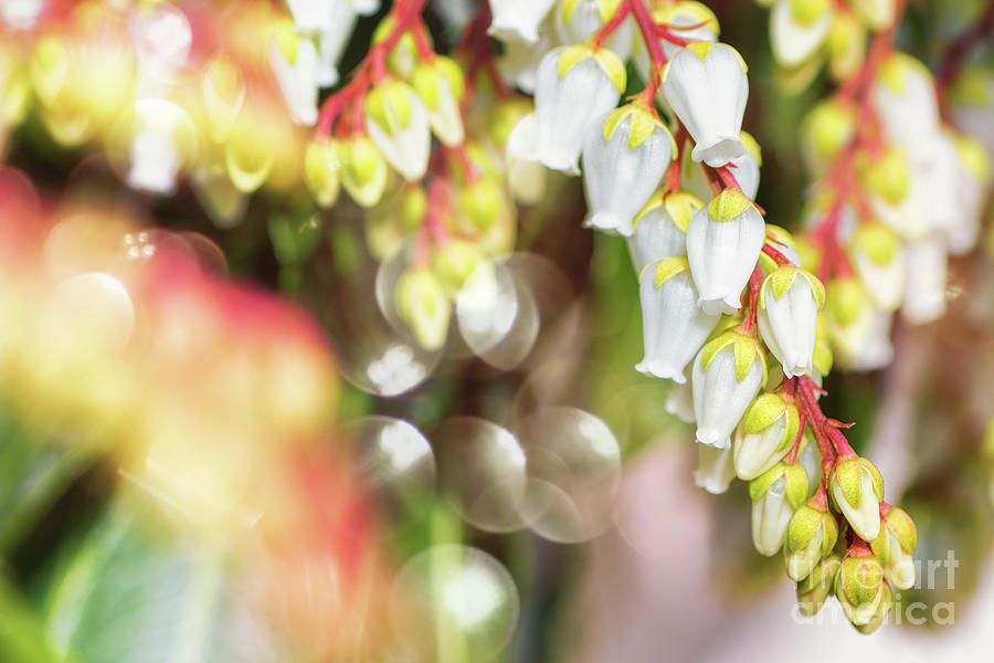 Beautiful Pieris Japonica small white flowers close-up blossoming in spring #2 Photograph by Gregory DUBUS