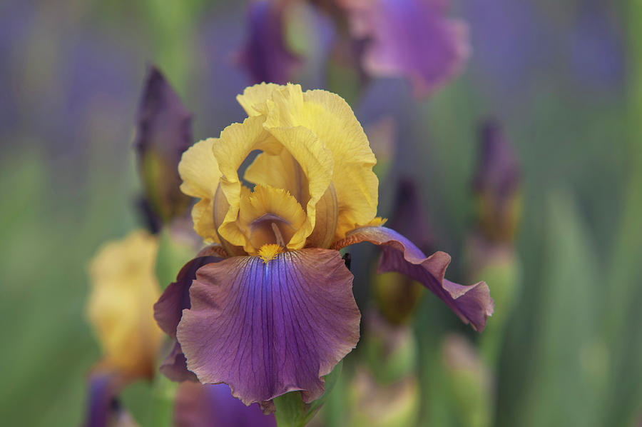 Beauty Of Irises - Milestone 1 #1 Photograph by Jenny Rainbow