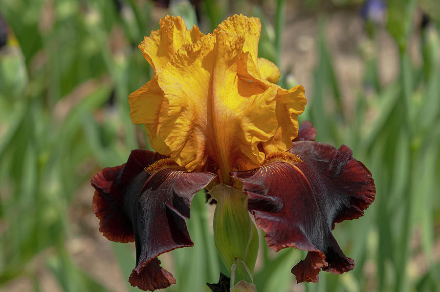 Beauty Of Irises - Supreme Sultan 1 #2 Photograph by Jenny Rainbow