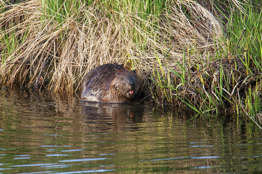 Beaver #2 Photograph by Brook Burling