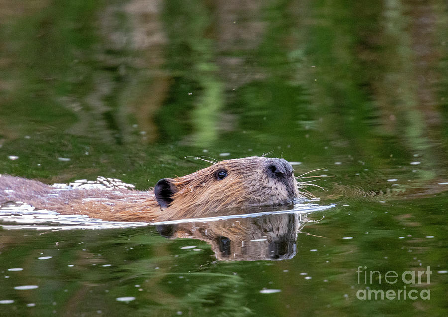 Beaver Swimming Photograph