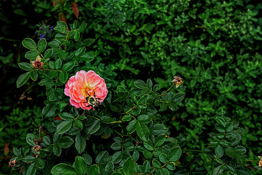 Bee and Flower #2 Photograph by Robert Ullmann