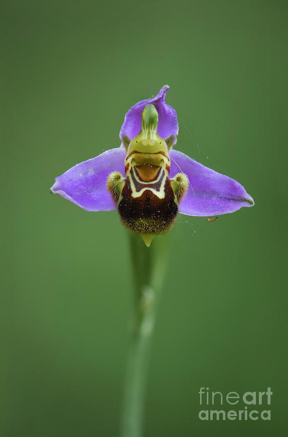 Bee Orchid, Ophrys Apifera, Orchis, Self-pollination, Wild Orchids, Andalusia, Spain. Photograph