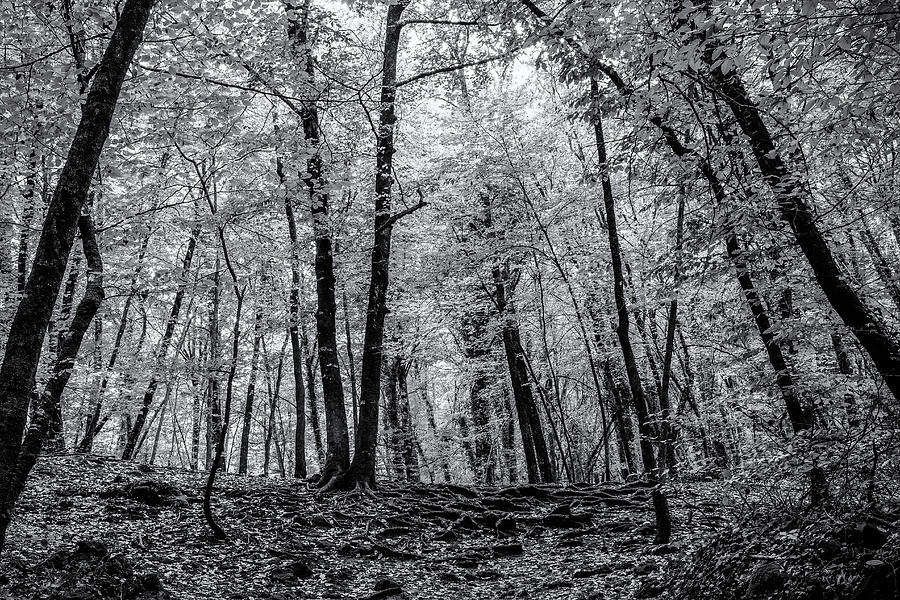 Beech forest in midsummer - Black and white #2 Photograph by Jordi Carrio Jamila