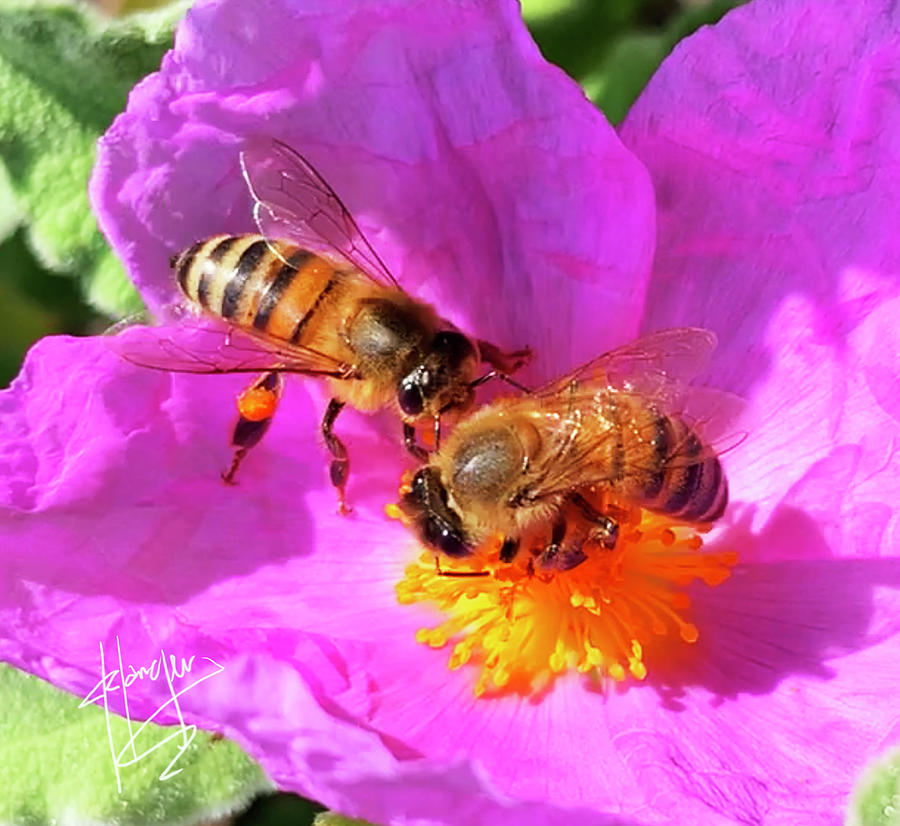 2 Bees or Not 2 Bees Photograph by DC Langer