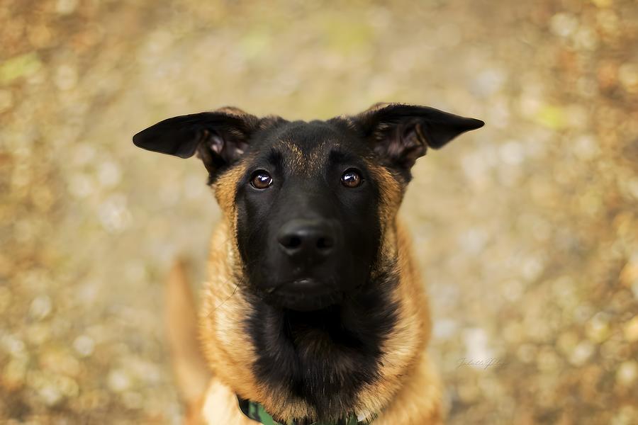 Belgian Malinois Digital Art by Celestina Paul - Pixels