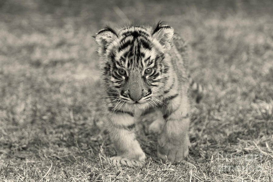 Bengal Tiger Cub #2 Photograph by M Watson