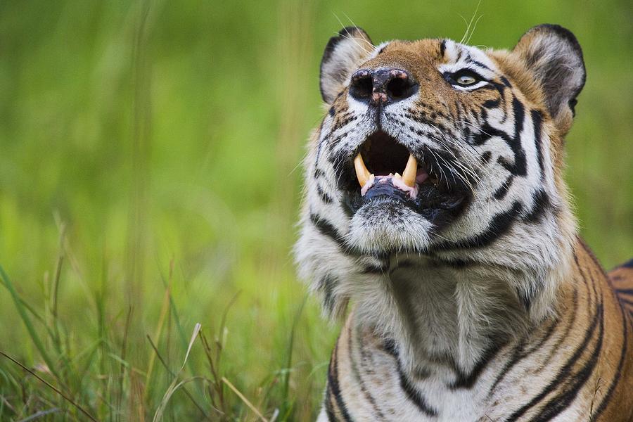 Bengal tiger #2 Photograph by Jami Tarris