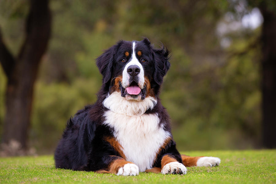 Bernese Mountain Dog #3 Photograph by Diana Andersen